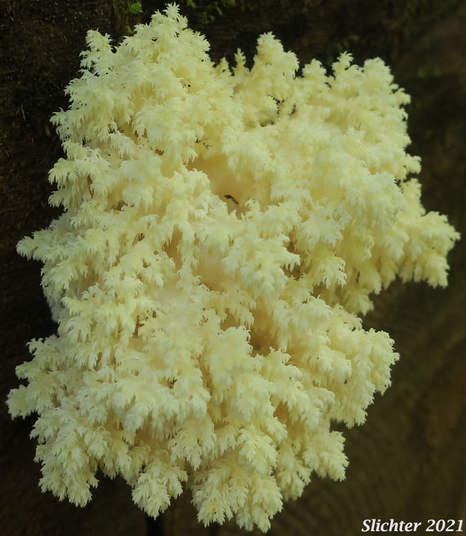 Bear's Head, Conifer Coral Hericium, Western Coral Hedgehog: Hericium abietis
