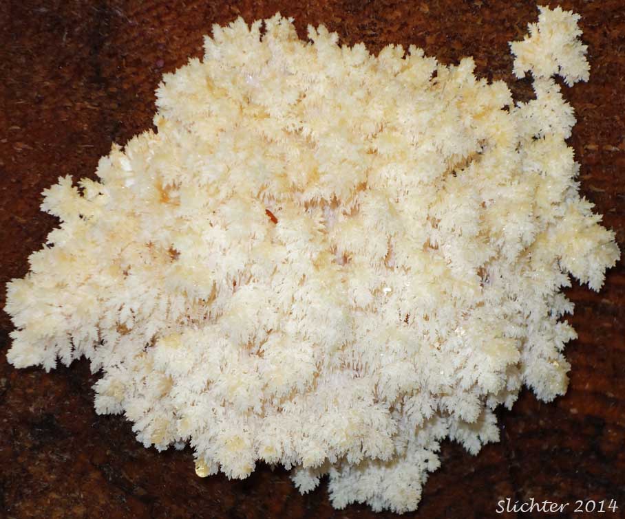Bear's Head, Conifer Coral Hericium, Western Coral Hedgehog: Hericium abietis