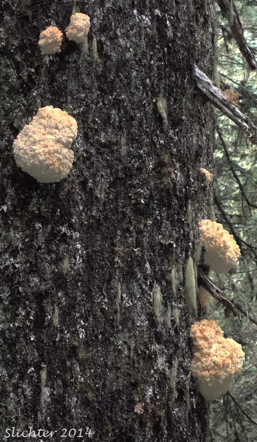 Bear's Head, Conifer Coral Hericium, Western Coral Hedgehog: Hericium abietis