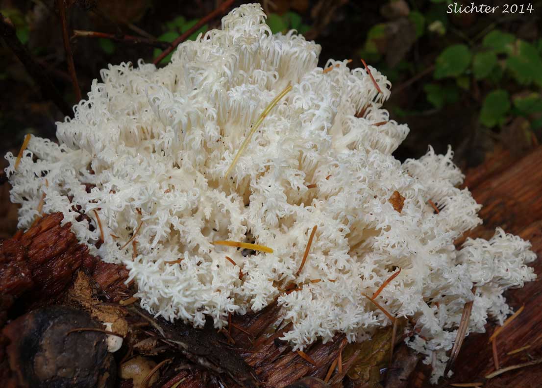 Bear's Head, Conifer Coral Hericium, Western Coral Hedgehog: Hericium abietis