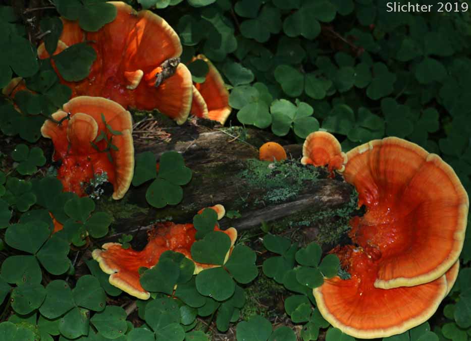 Chicken-of-the-Woods, Chicken Polypore: Laetiporus sulphureus