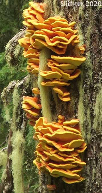 Chicken-of-the-Woods, Chicken Polypore: Laetiporus sulphureus