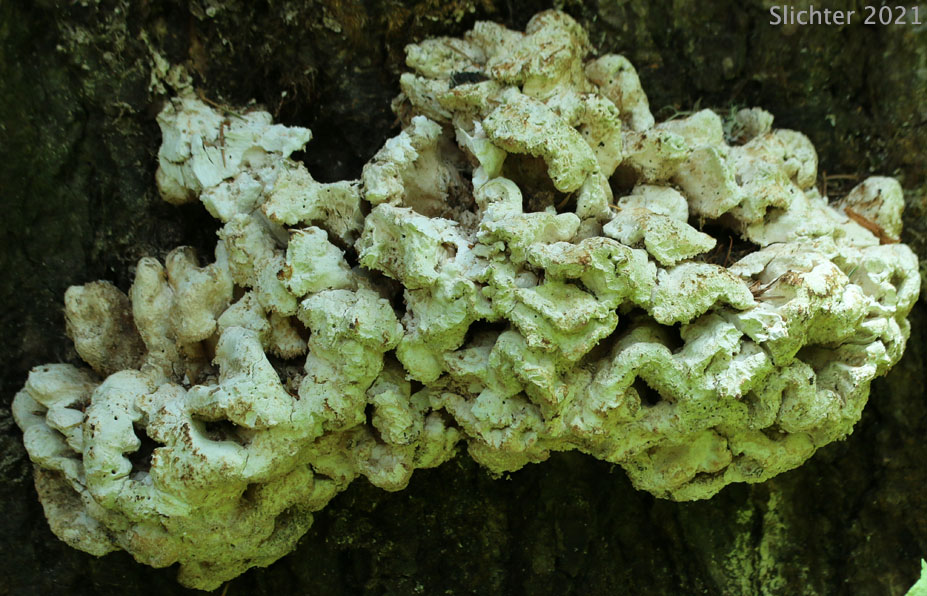 Calcified remains of Chicken-of-the-Woods, Chicken Polypore: Laetiporus sulphureus