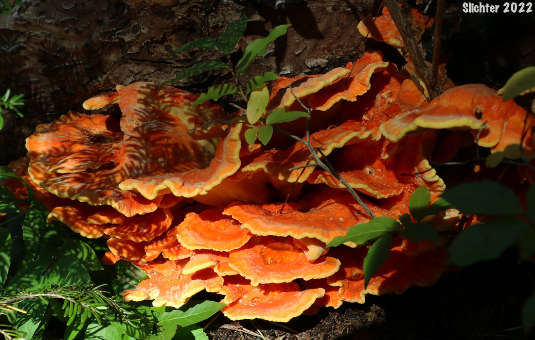 Chicken-of-the-Woods, Chicken Polypore: Laetiporus sulphureus