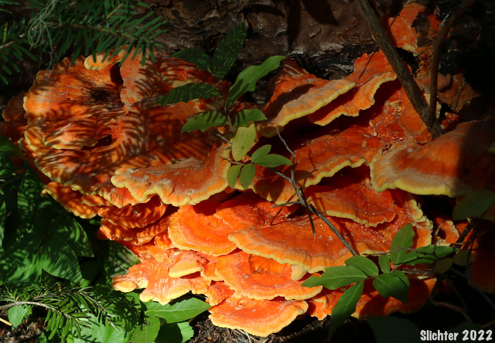 Chicken-of-the-Woods, Chicken Polypore: Laetiporus sulphureus