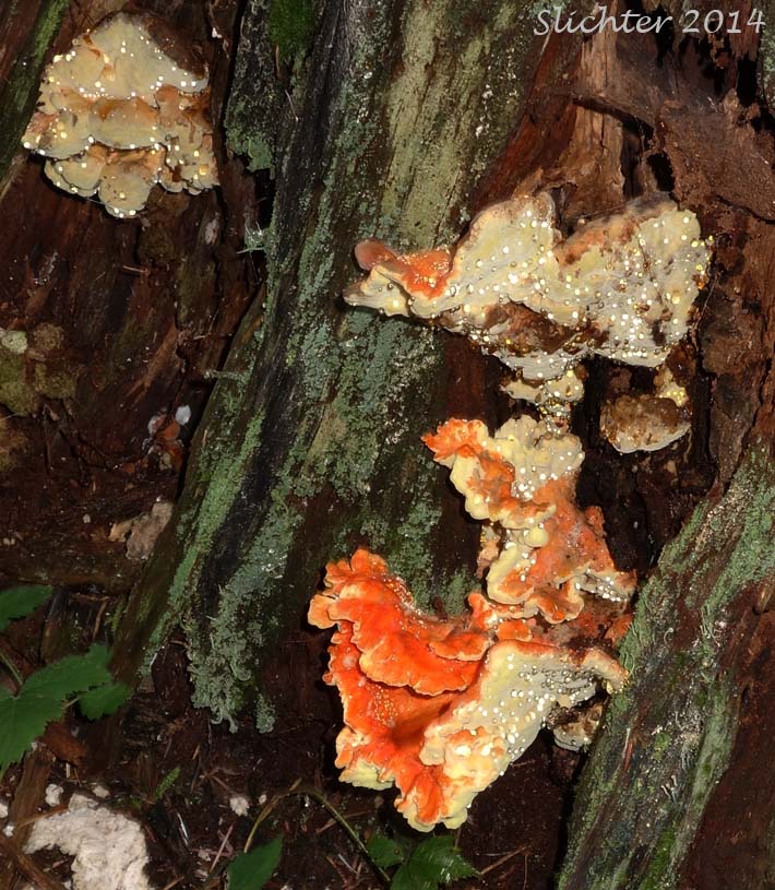 Chicken-of-the-Woods, Chicken Polypore: Laetiporus sulphureus