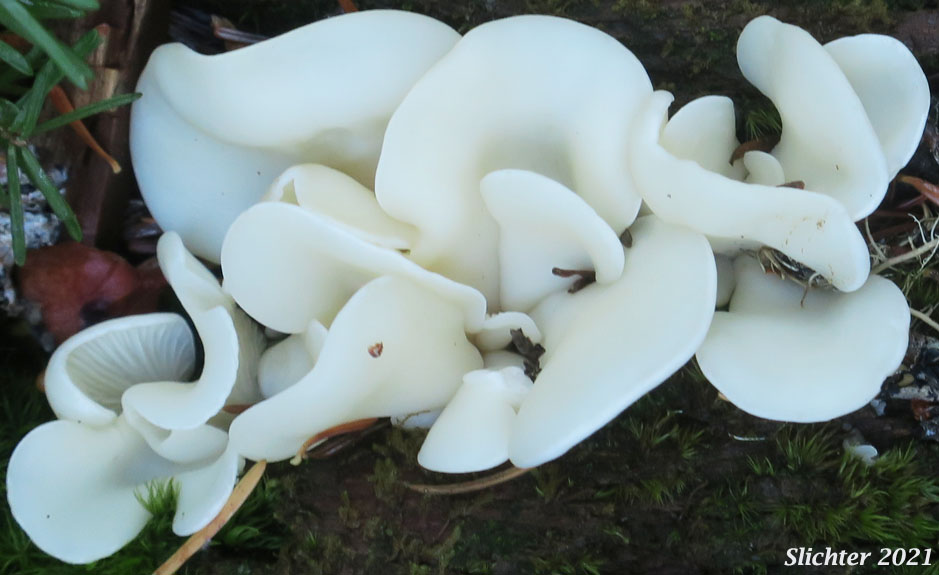 Angel Wings: Pleurocybella porrigens