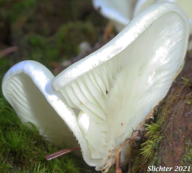 Angel Wings: Pleurocybella porrigens