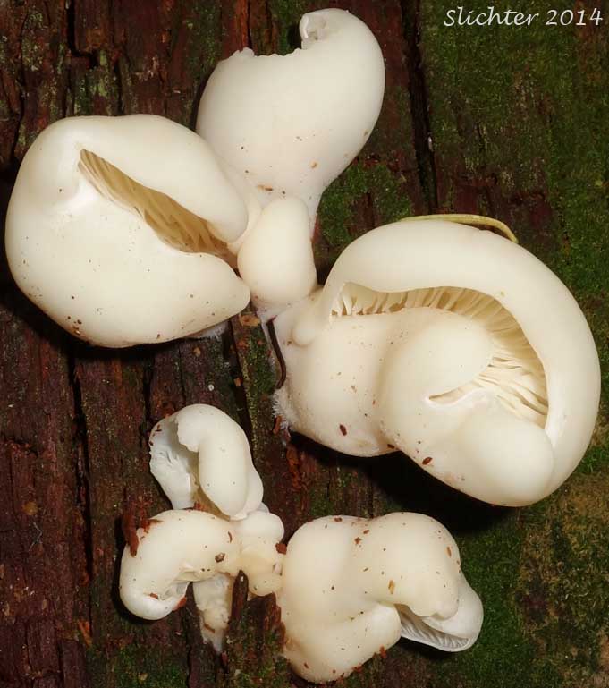 Angel Wings: Pleurocybella porrigens