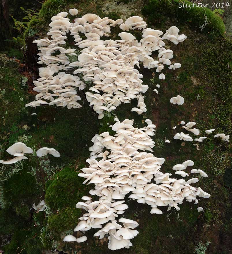 Angel Wings: Pleurocybella porrigens