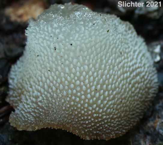 Jelly Tooth Fungus, False Hedgehog Mushroom, Toothed Jelly Fungus, Toothed Jelly Mushroom, White Jelly Mushroom: Pseudohydnum gelatinosum (Synonym: Tremellodon gelatinosum)