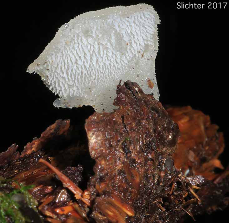 Jelly Tooth Fungus, False Hedgehog Mushroom, Toothed Jelly Fungus, Toothed Jelly Mushroom, White Jelly Mushroom: Pseudohydnum gelatinosum (Synonym: Tremellodon gelatinosum)