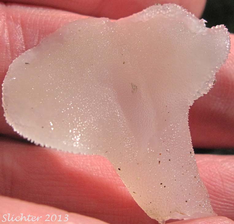 Jelly Tooth Fungus, False Hedgehog Mushroom, Toothed Jelly Fungus, Toothed Jelly Mushroom, White Jelly Mushroom: Pseudohydnum gelatinosum (Synonym: Tremellodon gelatinosum)