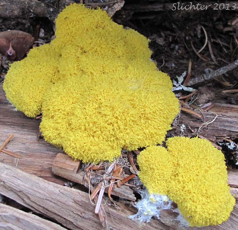 Dog Vomit Slime Mold, Scrambled-egg Slime, Scrambled Egg Slime: Fuligo septica