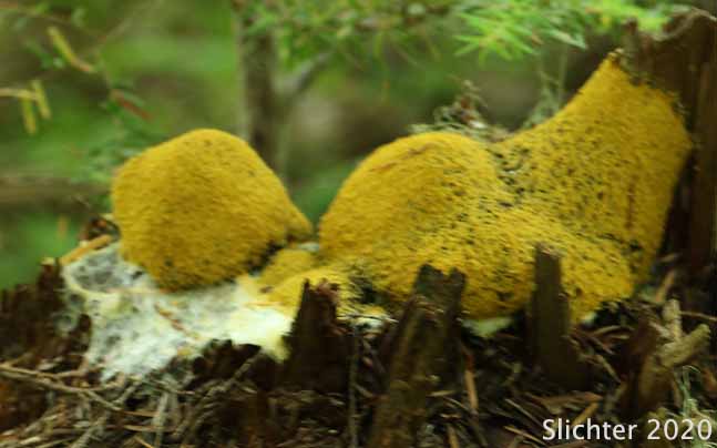 Dog Vomit Slime Mold, Scrambled-egg Slime, Scrambled Egg Slime: Fuligo septica