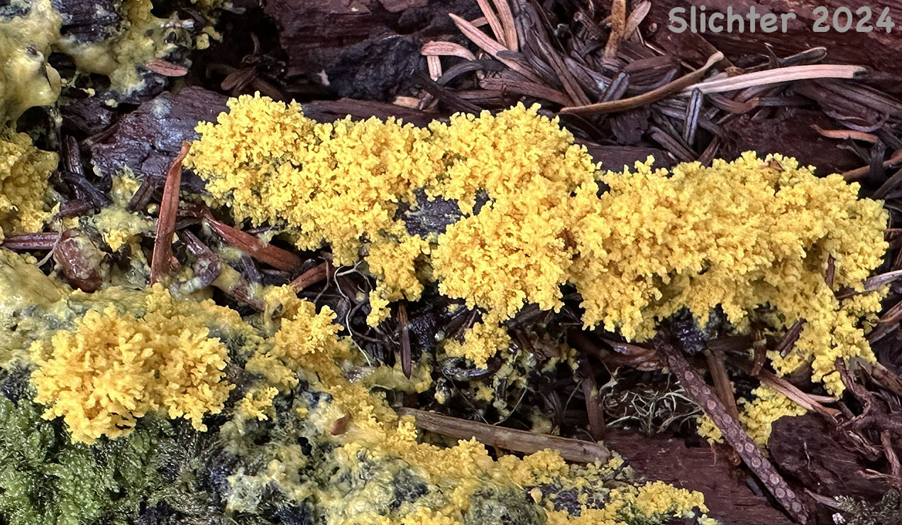 Dog Vomit Slime Mold, Scrambled-egg Slime, Scrambled Egg Slime: Fuligo septica