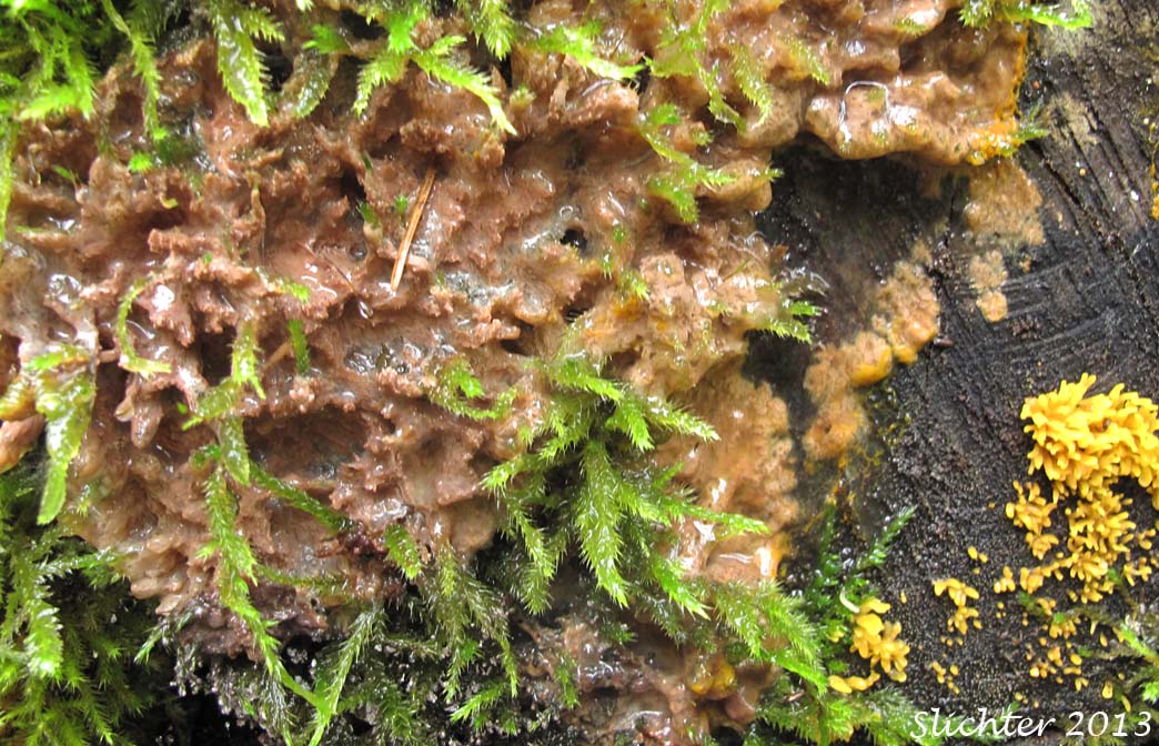 Dog Vomit Slime Mold, Scrambled-egg Slime, Scrambled Egg Slime: Fuligo septica