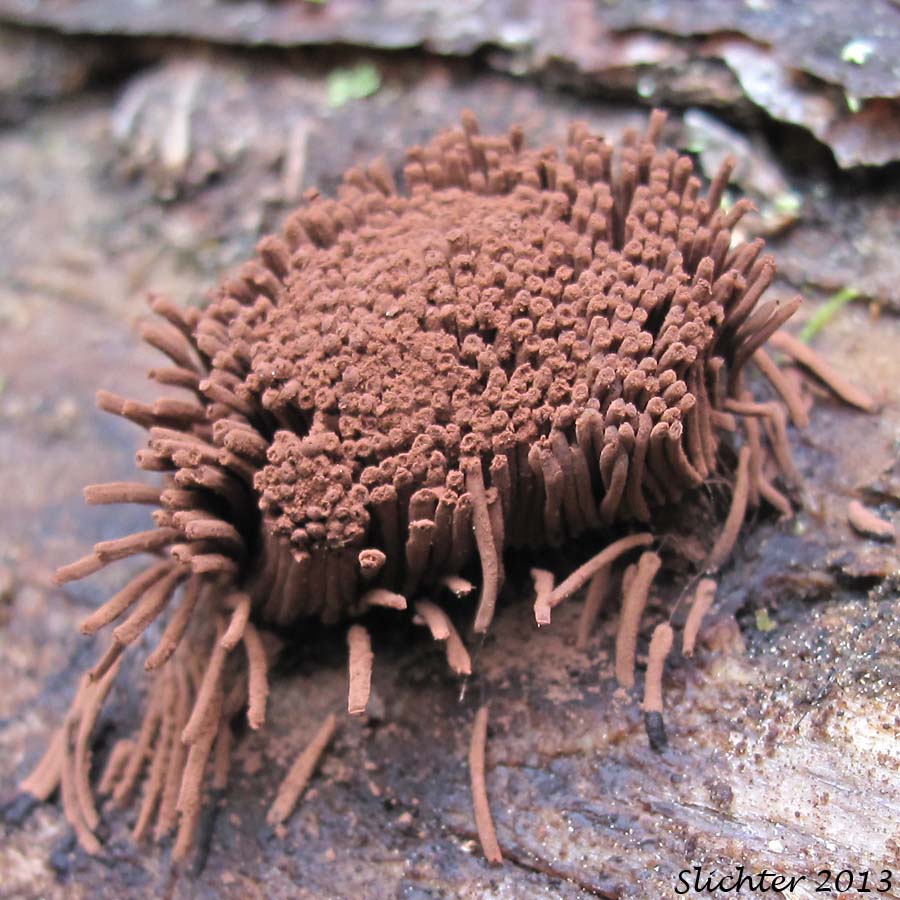 Chocolate Tube Slime: Stemonitis sp.