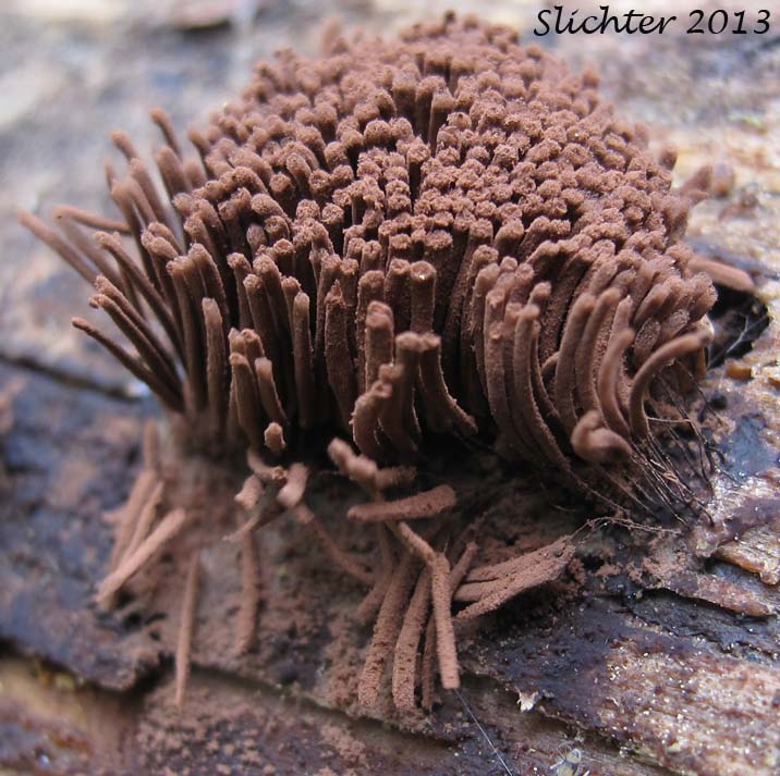 Chocolate Tube Slime: Stemonitis sp.