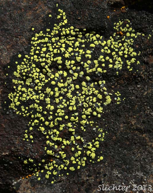 Unidentified Cascade Lichen #3: (Rhizocarpon sp ?)