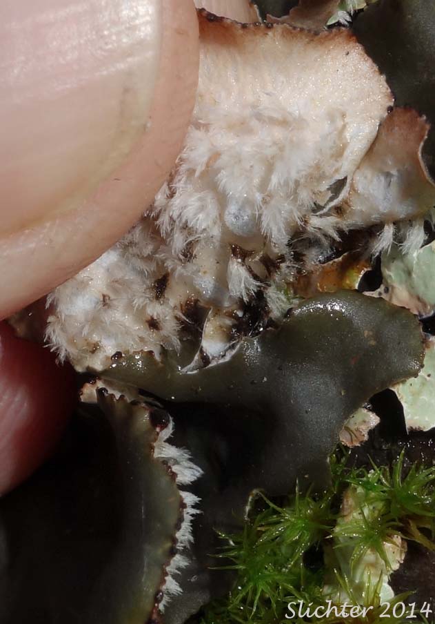 Unidentified Cascade Lichen #7