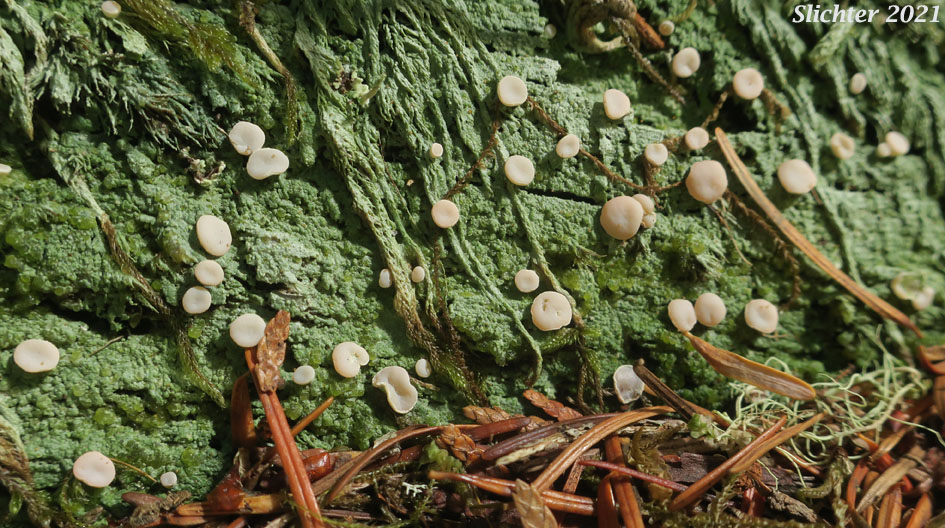 Candy Lichen, Fairy Barf, Peppermint Drop Lichen, Spraypaint Lichen: Icmadophila ericetorum (Baeomycetaceae)