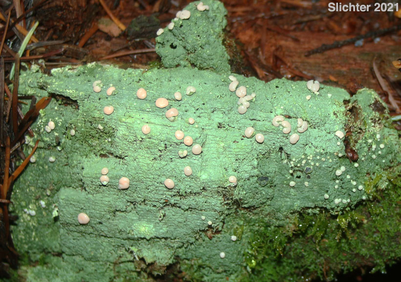 Candy Lichen, Fairy Barf, Peppermint Drop Lichen, Spraypaint Lichen: Icmadophila ericetorum (Baeomycetaceae)