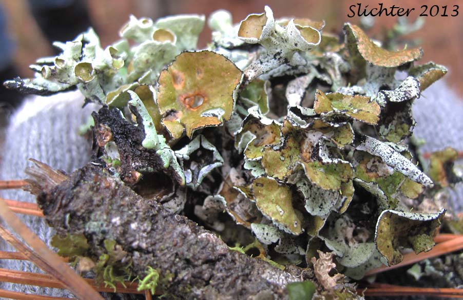 Imshaug's Tube Lichen, Forked Tube Lichen: Hypogymnia imshaugii (Parmeliaceae)