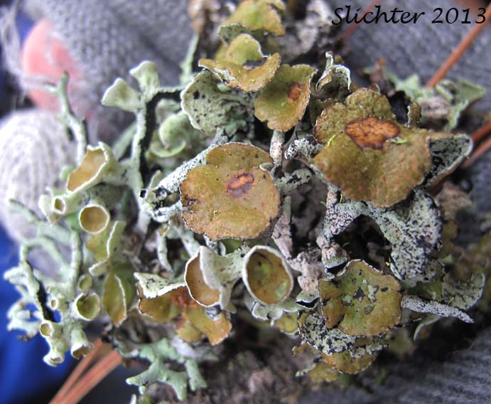 Imshaug's Tube Lichen, Forked Tube Lichen: Hypogymnia imshaugii (Parmeliaceae)