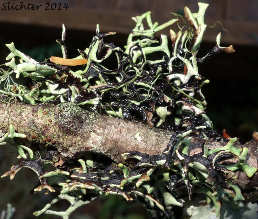 Powder-headed Tube Lichen, Tube Lichen: Hypogymnia tubulosa (Synonym: Parmelia tubulosa) (Parmeliaceae)