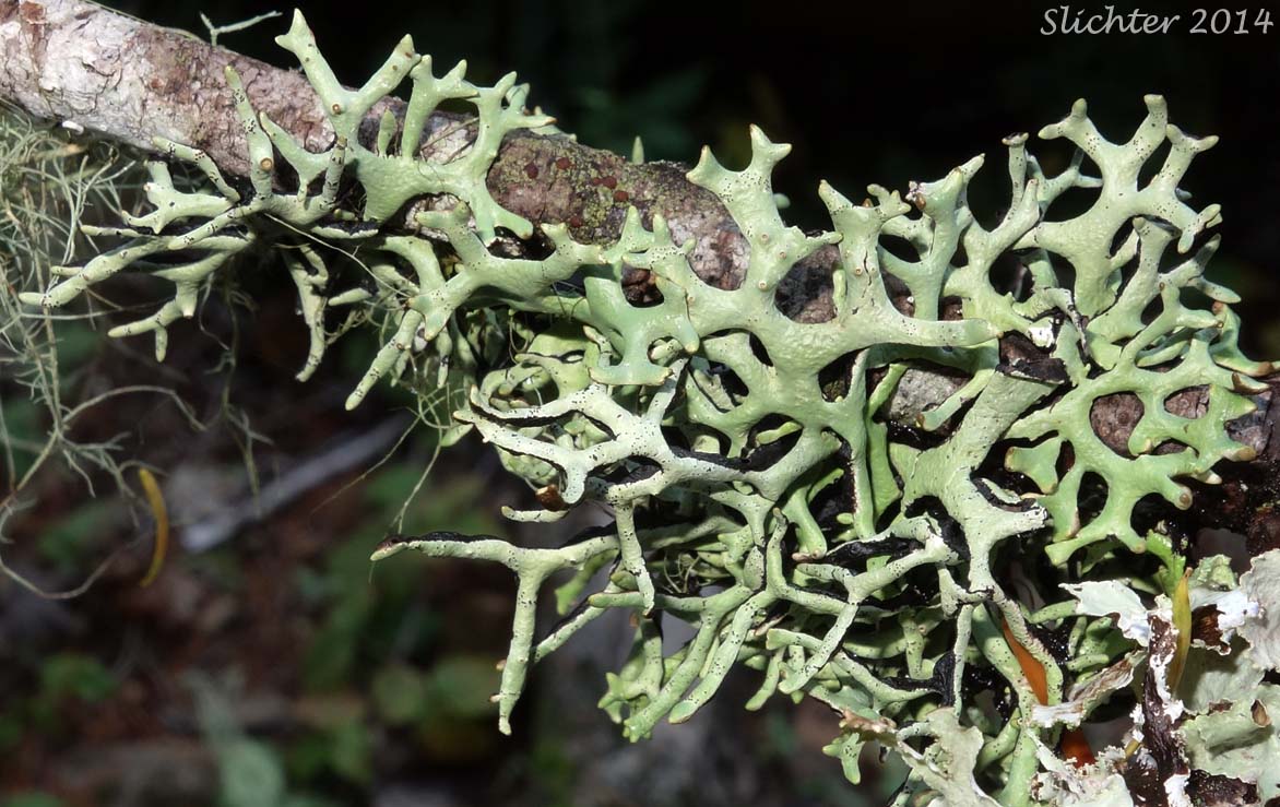Powder-headed Tube Lichen, Tube Lichen: Hypogymnia tubulosa (Synonym: Parmelia tubulosa) (Parmeliaceae)
