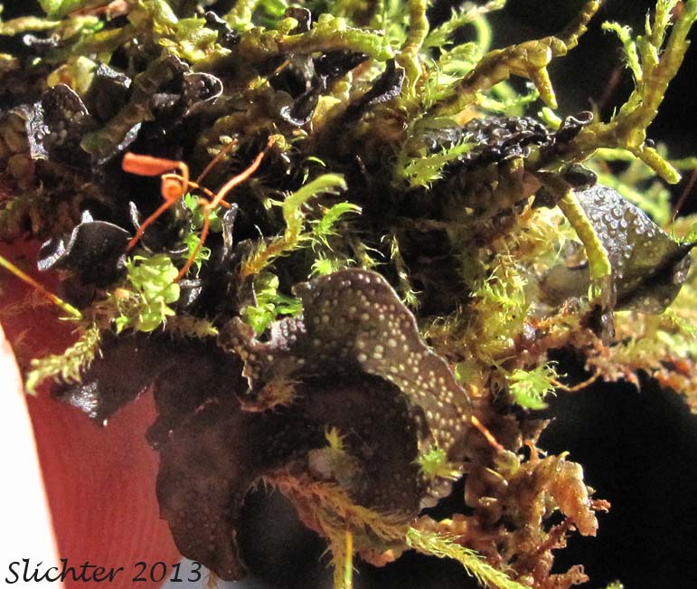 Peacock Vinyl Lichen: Leptogium polycarpum (Collemataceae)