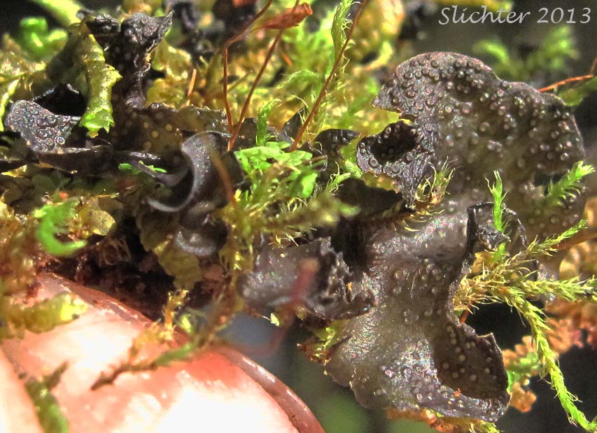 Peacock Vinyl Lichen: Leptogium polycarpum (Collemataceae)