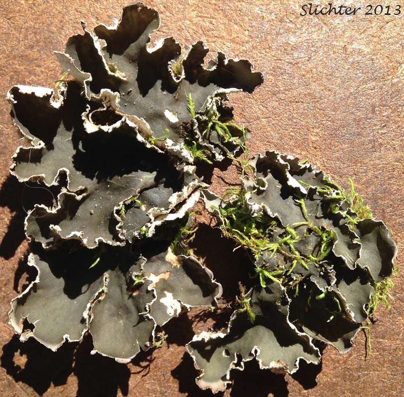 Upper surface of Felt Lichen: Peltigera collina (Synonym: Peltegera scutata) (Peltigeraceae)