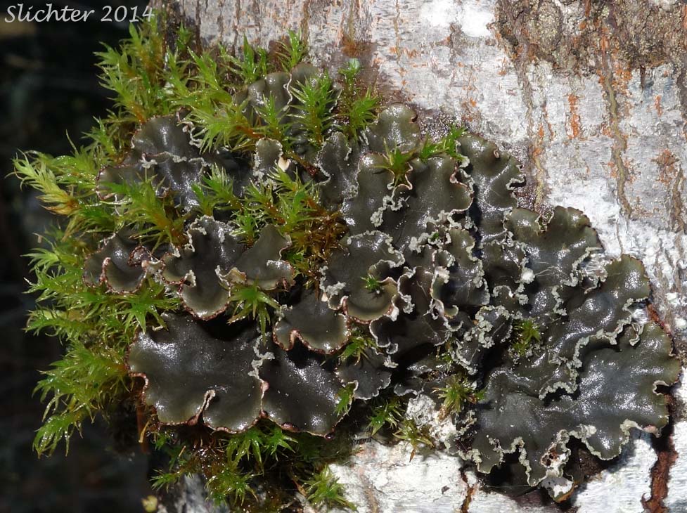 Felt Lichen: Peltigera collina (Synonym: Peltegera scutata) (Peltigeraceae)