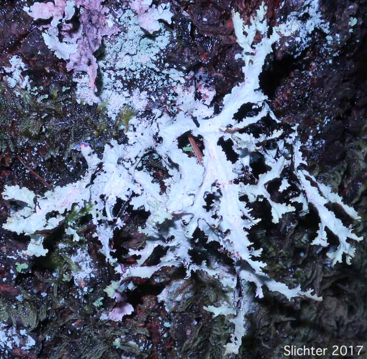 Herre's Ragged Lichen, Tattered Rag: Platismatia herrei (Synonyms: Cetraria herrei, Cetraria tuckermanii) (Parmeliaceae)