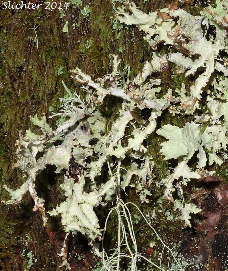 Herre's Ragged Lichen, Tattered Rag: Platismatia herrei (Synonyms: Cetraria herrei, Cetraria tuckermanii) (Parmeliaceae)