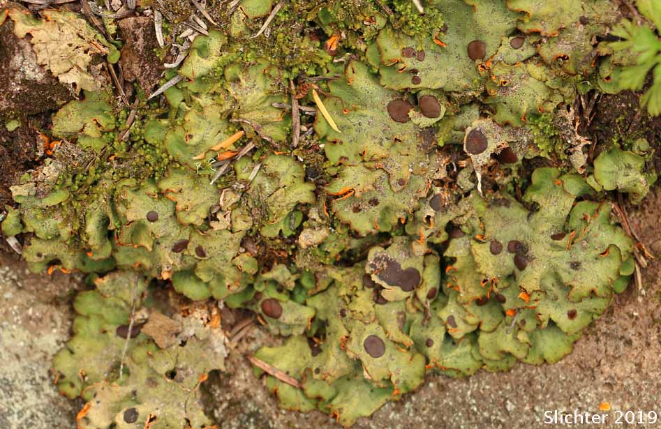 Chocolate Chip Lichen: Solorina crocea (Peltigeraceae)