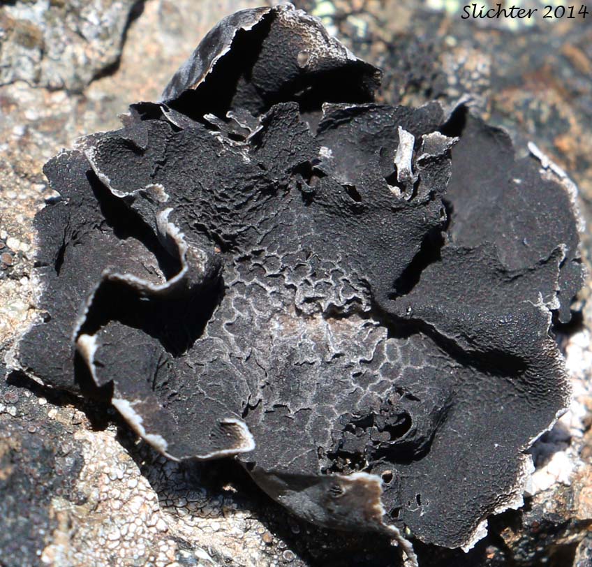Krascheninnikov's Navel Lichen: Umbilicaria krascheninnikovii (Synonym: Omphalodiscus krascheninnikovii) (Umbilicariaceae)