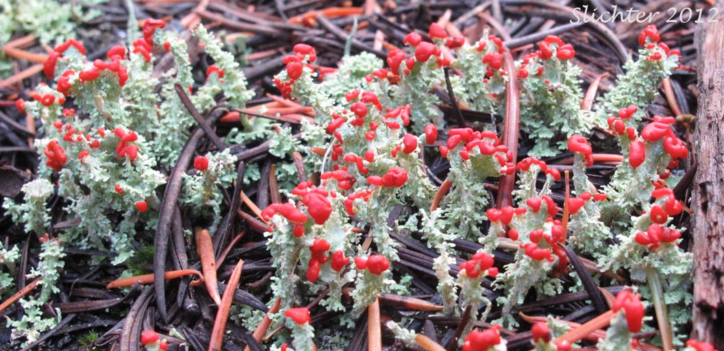 Cup Lichen: Cladonia bellidiflora (Synonym: Cladonia hookeri)