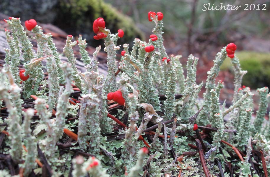 Cup Lichen: Cladonia bellidiflora (Synonym: Cladonia hookeri)