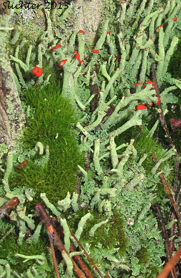 Cup Lichen: Cladonia bellidiflora (Synonym: Cladonia hookeri)