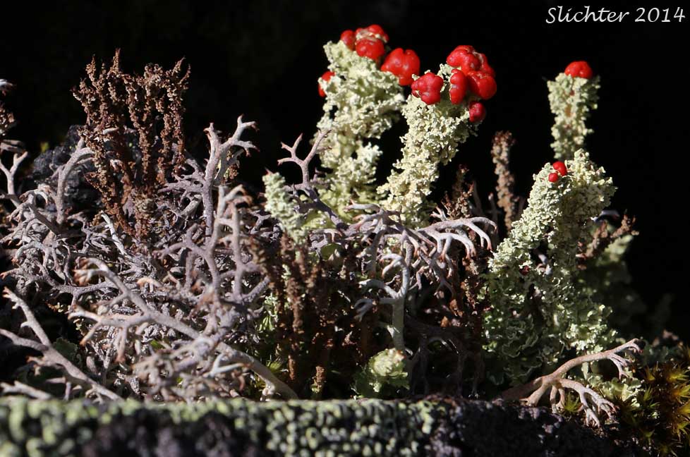 British Soldiers?, Cup Lichen, Toy Soldiers: Cladonia bellidiflora (Synonym: Cladonia hookeri)