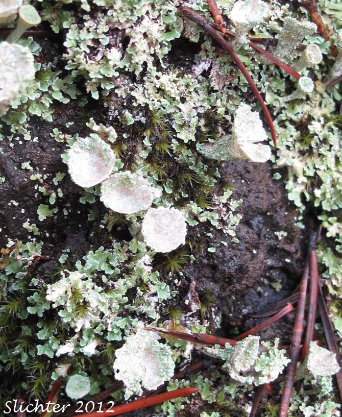 Cup Lichen: Cladonia pyxidata