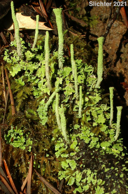 Sulphur Cup Lichen: Cladonia sulphurina (Synonym: Cladonia gonecha)