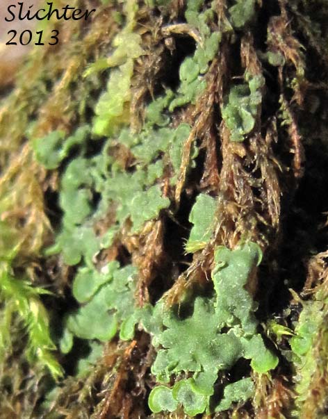 Elf-ear Lichen, Elf Ear Lichen: Normandina pulchella (Verrucariaceae)