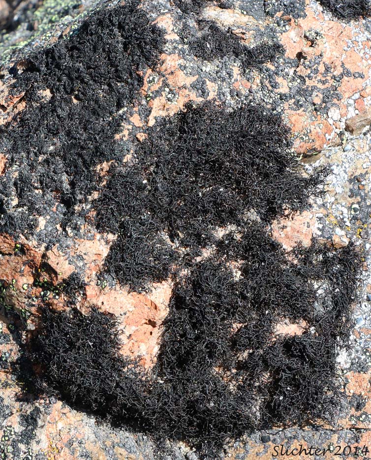 Blackcurly Lichen: Pseudephebe pubescens (Parmeliaceae)