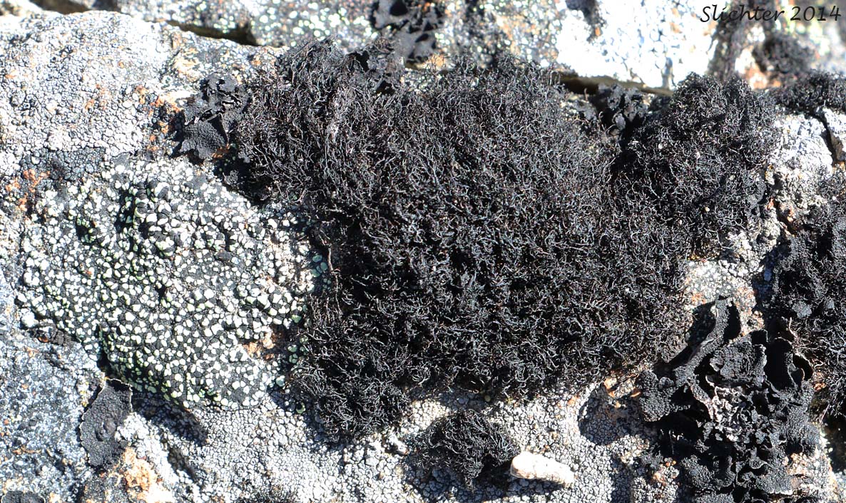 Blackcurly Lichen: Pseudephebe pubescens (Parmeliaceae)