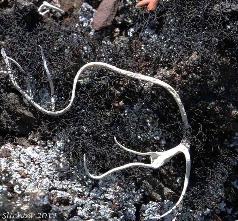 Blackcurly Lichen: Pseudephebe pubescens (Parmeliaceae)