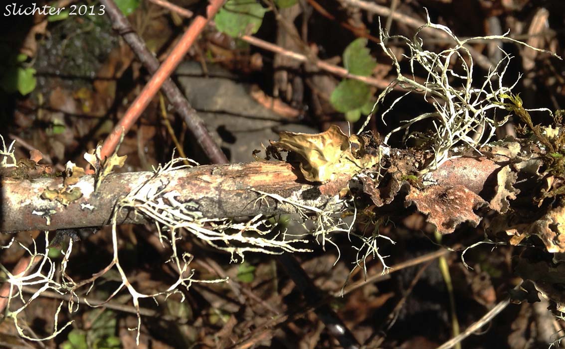 Farinose Cartilage Lichen, The Dotted Line, Three Partner Lichen: Ramalina farinacea (Ramalinaceae)